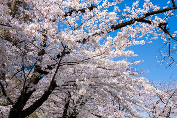 東京都台東区 春の上野公園に咲く桜