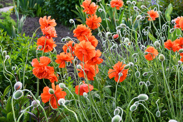 rote Mohnblumen im Garten