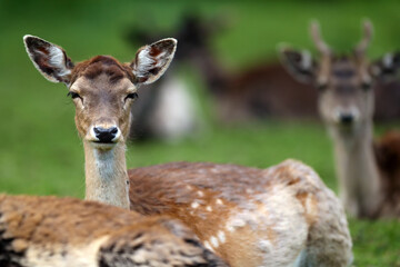 The fallow deer (Dama dama), portrait of a female with a green background and other deer in the background and foreground.