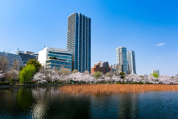 東京都台東区 春の上野公園 不忍池の桜とビル群