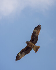 鷹　羽ばたく　鳥　大空　自由