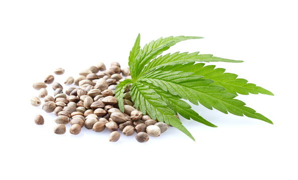 Hemp seeds with cannabis leaves in closeup