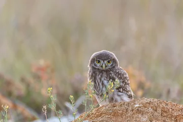Gardinen Young little owl Athene noctua he stands on a stone and watches. © Tatiana