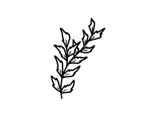 Fototapeta premium Hand drawn sketch of flowers, line art illustration.