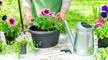 Planting flowers in pots to decorate the garden and home in spring on a sunny day. The gardener's hands use a spatula to plant petunia seedlings in a hanging pot. Gardening as a lifestyle concept.