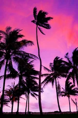 Tuinposter Roze Palmbomen op het strand van Miami bij zonsondergang