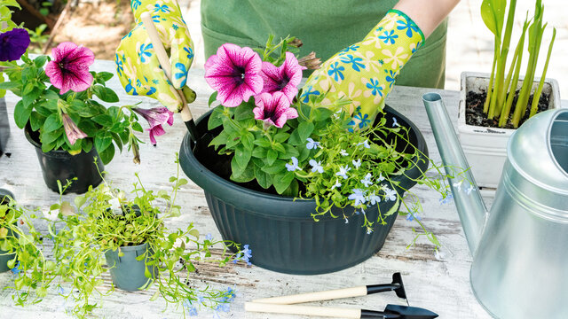 Gardener in gloves plants flowers in pots close-up top view. Spring garden work. Gardening as a hobby concept. Planting flower seedlings in pots for garden and home decor.