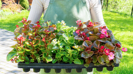 Plastic durable container with cells or cassettes with begonia seedlings for sale in the plant...