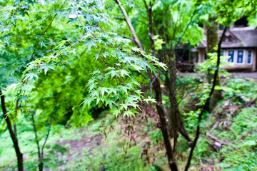 Obraz premium The green maple leaves in Japanese forest.