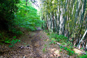 The footpath of bamboo in the forest.