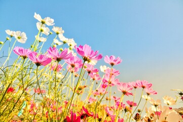 Obraz premium Sweet color cosmos blooming on natural background. Vintage photo editing