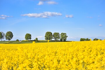 rape field