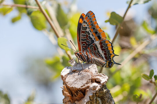 le JASON ou PACHA &agrave; DEUX QUEUES (Charaxes jasius) !
(L&eacute;pidopt&egrave;re Nymphalidae)