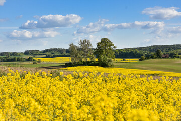 rapeseed field in spring