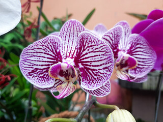 Orchid flower in tropical garden. Purple flower phalaenopsis orchid commonly known as the moon...
