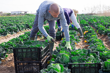 Team of farm workers harvesting by hand organic savoy cabbage crop on fertile agriculture land in...