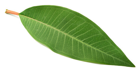 fresh Frangipani leaf isolated on white background, top view