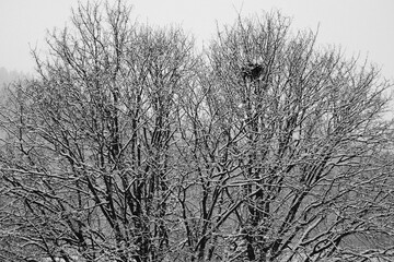 snow on the tree