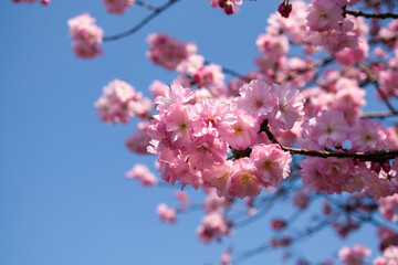 桜（ベニユタカ） 東京都台東区、上野公園