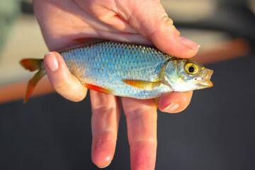 Rudd fish or Scardinius erythrophthalmus with open mouth in a fisherman hand close-up. A fish of a carp family of Europe, Asia. Fishing on freshwater lakes in sunny day. Hunting and fishing concept.