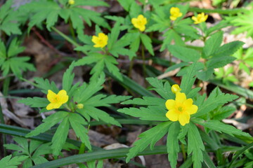 yellow flowers among green leaves in the summer forest