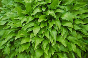 Natural background from juicy green leves with drops after rain.