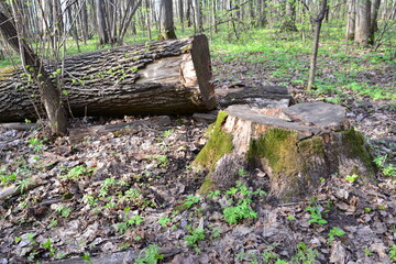 stump and tree trunk in the forest