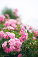 beautiful pink flowers in the garden