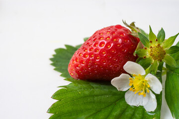 Macro shot of a strawberry with leaves and flower, isolated on white with a lot of copy space