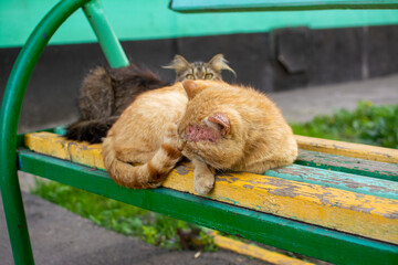 red cat on the bench 