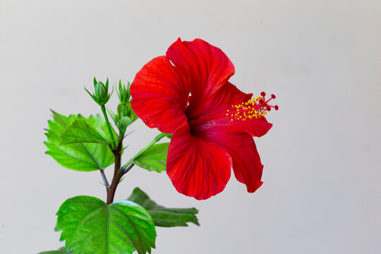 Close up of Hibiscus rosa-sinensis, known colloquially as Chinese hibiscus is widely grown as an ornamental plant. Red flower China rose (Hibiscus rosa-sinensis) in close-up detail