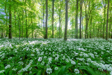 A Beechwood forest full of wild garlic flowers

