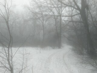 foggy winter forest sad mood