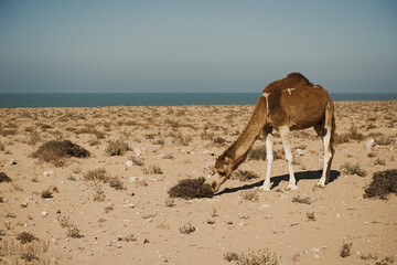 Camel on a sand dune looking out over the Sahara Desert