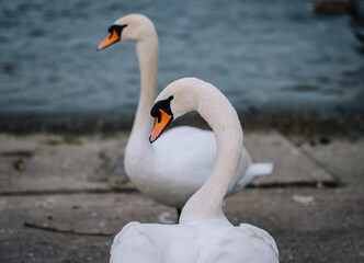 mute swan cygnus olor