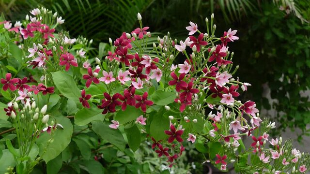 Red-pink Rangoon creeper or Chinese honeysuckle flowers is blooming on the tree. Rangoon creeper red flower clusters are swaying in the air. 4k video.
