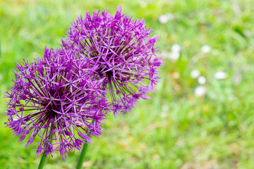  pair of puple allium