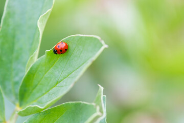  ladybird background