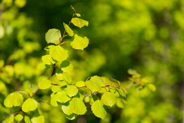 Branches with spring leaves common aspen (Populus tremula), selective focus. Floral background with...