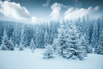 Awesome winter landscape with snowy spruces on a frosty day.