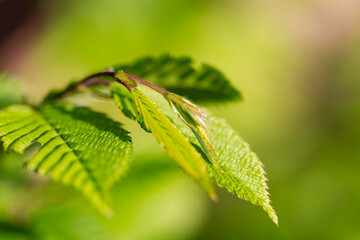 Branches with spring leaves common hornbeam (Carpinus betulus), selective focus. Plant background with green spring leaves. Close up on a fresh green leaves of common hornbeam (Carpinus betulus).