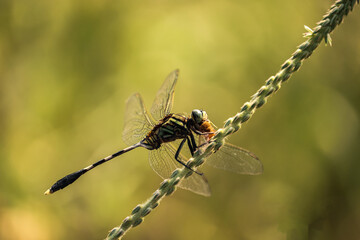 dragonfly on a leaf