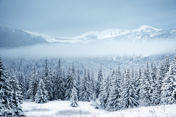 Fototapeta na wymiar Spectacular winter landscape with snowy spruces on a frosty day.