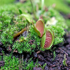 The Venus flytrap is a carnivorous plant native to subtropical wetlands on the East Coast of the United States in North Carolina
