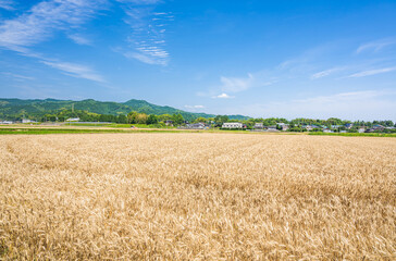刈り取る前の小麦畑　　あさくら