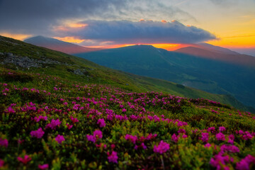 Plakat Majestic summer scene with pink rhododendron flowers at sunset.