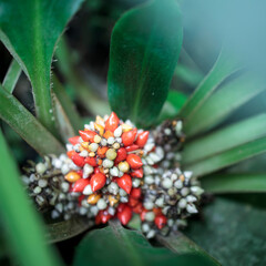 Palisota bracteosa is stemless herb reduced to a rosette of leaves at ground level, of rain-forest...
