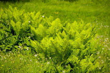 Beautyful ferns leaves green foliage natural floral fern background in sunlight. natural landscape, design. fern in a garden, park or forest. green background