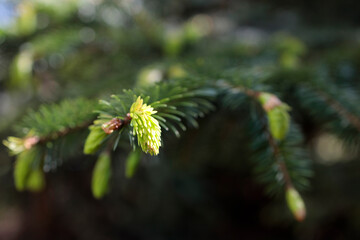 Young vegetative spruce shoots in the spring forest
