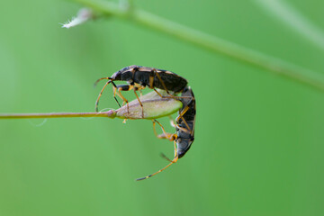Shield Bugs mating. two beetles mate, insects reproduce, continuation of the genus. Heteroptera. Pentatomidae. Halyomorpha halys. macro photo of nature. natural background. bug close-up